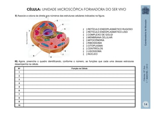 Ciências
-
8.º
Ano
1.º
BIMESTRE
/
2013
http://tinyurl.com/8drlcdf
( ) RETÍCULO ENDOPLASMÁTICO RUGOSO
( ) RETÍCULO ENDOPLASMÁTICO LISO
( ) COMPLEXO DE GOLGI
( ) MEMBRANA CELULAR
( ) MITOCÔNDRIA
( ) RIBOSSOMA
( ) CITOPLASMA
( ) CENTRÍOLOS
( ) LISOSSOMA
( ) NÚCLEO
II) Associe a coluna da direita aos números das estruturas celulares indicados na figura.
No Função na Célula
1
2
3
4
5
6
7
8
9
10
III) Agora, preencha o quadro identificando, conforme o número, as funções que cada uma dessas estruturas
desempenha na célula.
CÉLULA: UNIDADE MICROSCÓPICA FORMADORA DO SER VIVO
14
 