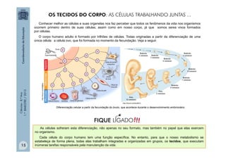 Ciências
-
8.º
Ano
1.º
BIMESTRE
/
2013 Conhecer melhor as células e suas organelas nos faz perceber que todos os fenômenos da vida nos organismos
ocorrem primeiro dentro de suas células, assim como em nosso corpo, já que somos seres vivos formados
por células.
O corpo humano adulto é formado por trilhões de células. Todas originadas a partir da diferenciação de uma
única célula: a célula ovo, que foi formada no momento da fecundação. Veja a seguir.
Diferenciação celular a partir da fecundação do óvulo, que acontece durante o desenvolvimento embrionário.
http://tinyurl.com/blz8b7y
http://tinyurl.com/d8jj8se
As células sofreram esta diferenciação, não apenas no seu formato, mas também no papel que elas exercem
no organismo.
Cada célula do corpo humano tem uma função específica. No entanto, para que o nosso metabolismo se
estabeleça de forma plena, todas elas trabalham integradas e organizadas em grupos, os tecidos, que executam
inúmeras tarefas responsáveis pela manutenção da vida.
OS TECIDOS DO CORPO: AS CÉLULAS TRABALHANDO JUNTAS ...
!!!
FIQUE LIGADO
15
 