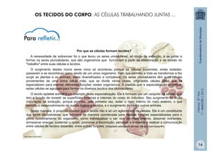 Ciências
-
8.º
Ano
1.º
BIMESTRE
/
2013
http://tinyurl.com/clglw7x
Por que as células formam tecidos?
A necessidade de sobreviver foi o que levou os seres unicelulares, ao longo da evolução, a se juntar e
formar os seres pluricelulares, que são organismos que funcionam a partir da colaboração e da divisão do
"trabalho" entre suas células e tecidos.
O surgimento destes novos seres vivos só aconteceu porque as células eucariotas, antes isoladas,
passaram a se reconhecer como sendo de um único organismo. Fato que permitiu a Vida se transformar e fez
surgir as plantas e os animais, seres diversificados e complexos. Os seres pluricelulares têm suas células
provenientes de uma única célula mãe, que se divide várias vezes, originando células filhas que se
especializam para exercer diferentes funções nestes organismos. À medida que a especialização acontece,
estas células se agrupam para formar os diversos tecidos dos pluricelulares.
O tecido epitelial animal é um exemplo desta especialização. Ele é formado por um conjunto de células que
tem a função de revestir as superfícies externas e internas do corpo do indivíduo. Seu surgimento foi muito
importante na evolução, porque permitiu, pela primeira vez, isolar o meio interno do meio externo, o que
permitiu o desenvolvimento de outros órgãos e tecidos, e o surgimento de vários outros animais.
Desta maneira, é possível concluir que o tecido não é só um aglomerado de células. Ele é um constituinte
dos seres pluricelulares, que funciona de maneira coordenada para realizar funções especializadas para o
pleno funcionamento do organismo, como individualizar o ser vivo do meio externo, absorver nutrientes,
armazenar energia, sustentar o corpo, promover a locomoção, perceber o ambiente e realizar a comunicação
entre células de tecidos distantes, entre outras funções. (Adaptado pelo autor de http://tinyurl.com/cjxqv4h)
OS TECIDOS DO CORPO: AS CÉLULAS TRABALHANDO JUNTAS ...
16
 