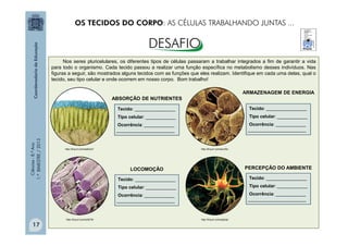 Ciências
-
8.º
Ano
1.º
BIMESTRE
/
2013
Nos seres pluricelulares, os diferentes tipos de células passaram a trabalhar integrados a fim de garantir a vida
para todo o organismo. Cada tecido passou a realizar uma função específica no metabolismo desses indivíduos. Nas
figuras a seguir, são mostrados alguns tecidos com as funções que eles realizam. Identifique em cada uma delas, qual o
tecido, seu tipo celular e onde ocorrem em nosso corpo. Bom trabalho!
http://tinyurl.com/a3l275t
LOCOMOÇÃO
Tecido: ________________
Tipo celular: ____________
Ocorrência: ____________
_______________________
http://tinyurl.com/axj2opt
PERCEPÇÃO DO AMBIENTE
Tecido: ________________
Tipo celular: ____________
Ocorrência: ____________
_______________________
http://tinyurl.com/aa6z2o7
ABSORÇÃO DE NUTRIENTES
Tecido: ________________
Tipo celular: ____________
Ocorrência: ____________
_______________________
http://tinyurl.com/aorzf3c
ARMAZENAGEM DE ENERGIA
Tecido: ________________
Tipo celular: ____________
Ocorrência: ____________
_______________________
OS TECIDOS DO CORPO: AS CÉLULAS TRABALHANDO JUNTAS ...
17
 
