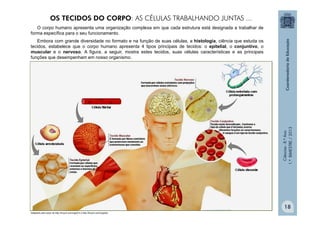 Ciências
-
8.º
Ano
1.º
BIMESTRE
/
2013
Adaptado pelo autor de http://tinyurl.com/clglw7x e http://tinyurl.com/coghqfv
O corpo humano apresenta uma organização complexa em que cada estrutura está designada a trabalhar de
forma específica para o seu funcionamento.
Embora com grande diversidade no formato e na função de suas células, a histologia, ciência que estuda os
tecidos, estabelece que o corpo humano apresenta 4 tipos principais de tecidos: o epitelial, o conjuntivo, o
muscular e o nervoso. A figura, a seguir, mostra estes tecidos, suas células características e as principais
funções que desempenham em nosso organismo.
OS TECIDOS DO CORPO: AS CÉLULAS TRABALHANDO JUNTAS ...
18
 