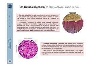 Ciências
-
8.º
Ano
1.º
BIMESTRE
/
2013
O tecido epitelial é formado por células fortemente unidas entre
si, que cobrem toda a superfície externa (pele) e interna do corpo.
Ele protege o corpo contra agressões físicas e a invasão de
microrganismos.
Os epitélios revestem os órgãos ocos (traqueia, intestinos,
bexiga e útero) e as cavidades (vagina, nariz, ouvido); fazem a
absorção da água e dos nutrientes e as trocas gasosas; são
responsáveis pela formação de algumas glândulas que atuam na
produção do suor, das lágrimas, do leite e dos sucos digestivos (as
glândulas exócrinas). Exo- movimento para fora (prefixo latino).
O tecido conjuntivo é formado por células muito espaçadas
entre si. Essas células têm formas e funções variadas, o que o torna
um tecido multiespecializado, que desempenha inúmeras atividades
no metabolismo do corpo humano.
Uma de suas principais funções é individualizar e unir órgãos
internos, como os tendões, que fixam os músculos aos ossos do
esqueleto.
http://tinyurl.com/ajvmtff
OS TECIDOS DO CORPO: AS CÉLULAS TRABALHANDO JUNTAS ...
19
 