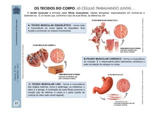 Ciências
-
8.º
Ano
1.º
BIMESTRE
/
2013
O tecido muscular é formado pelas fibras musculares, células alongadas, especializadas em contrair-se e
distender-se. É um tecido que, conforme o tipo de suas fibras, se diferencia, em
B)TECIDO MUSCULAR CARDÍACO - forma a musculatura
do coração. É o responsável pelos batimentos cardíacos e
pela circulação do sangue no corpo.
Adaptado
de
http://tinyurl.com/b8zaqv5
e
http://tinyurl.com/b6qdlam
C) TECIDO MUSCULAR LISO - forma a musculatura
dos órgãos internos, como o estômago, os intestinos, o
útero e a bexiga. A contração de suas fibras promove a
micção (ato de eliminar a urina) e o parto (saída da
criança do útero pelo canal vaginal).
Adaptado
de
http://tinyurl.com/b8zaqv5
e
http://tinyurl.com/b6qdlam
A) TECIDO MUSCULAR ESQUELÉTICO - forma toda
a musculatura do corpo ligada ao esqueleto. Sua
função é promover os nossos movimentos.
Adaptado
de
http://tinyurl.com/b8zaqv5
e
http://tinyurl.com/b6qdlam
OS TECIDOS DO CORPO: AS CÉLULAS TRABALHANDO JUNTAS ...
21
 