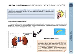 Ciências
-
8.º
Ano
1.º
BIMESTRE
/
2013
sitiodehistorias.blogspot.com
Você já levou um grande susto? Já passou por uma situação em que sentiu muito medo?
Como ficaram as batidas do seu coração? Você teve outras reações? Escreva aqui tudo o
que sentiu nesse momento.
_________________________________________________________________________________
_________________________________________________________________________________
_________________________________________________________________________________
_________________________________________________________________________________
Vamos entender o que aconteceu?
Essas reações de boca seca, coração acelerado, corpo coberto de suor... acontecem no nosso corpo devido à
liberação da adrenalina que é um hormônio produzido pelas glândulas suprarrenais localizadas acima dos rins.
(supra: acima - prefixo latino); (renais: relativo a rim)
A adrenalina prepara o nosso corpo para as
situações de perigo que esportes radicais como voo
livre, bungee jump (salto para o vazio amarrado por
corda elástica) e outros proporcionam.
A adrenalina prepara o corpo para uma ação
rápida e também estimula as células a produzir mais
energia necessária à realização desses esportes.
sitedecuriosidades.com
mundodastribos.com
ADRENALINA PURA!!!
http://www.mdsaude.com/2008/09/conhea-seu-corpo-supra-renal.html
SISTEMA ENDÓCRINO - CONTROLANDO E ENTENDENDO AS EMOÇÕES...
28
 