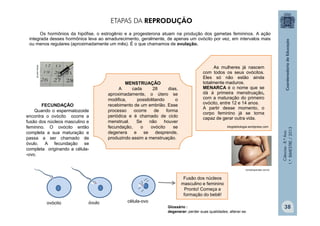 Ciências
-
8.º
Ano
1.º
BIMESTRE
/
2013
Os hormônios da hipófise, o estrogênio e a progesterona atuam na produção dos gametas femininos. A ação
integrada desses hormônios leva ao amadurecimento, geralmente, de apenas um ovócito por vez, em intervalos mais
ou menos regulares (aproximadamente um mês). É o que chamamos de ovulação.
As mulheres já nascem
com todos os seus ovócitos.
Eles só não estão ainda
totalmente maduros.
MENARCA é o nome que se
dá à primeira menstruação,
com a maturação do primeiro
ovócito, entre 12 e 14 anos.
A partir desse momento, o
corpo feminino já se torna
capaz de gerar outra vida.
blogdebiologia.wordpress.com
ETAPAS DA REPRODUÇÃO
ehow.com.br
MENSTRUAÇÃO
A cada 28 dias,
aproximadamente, o útero se
modifica, possibilitando o
recebimento de um embrião. Esse
processo ocorre de forma
periódica e é chamado de ciclo
menstrual. Se não houver
fecundação, o ovócito se
degenera e se desprende,
produzindo assim a menstruação.
Glossário :
degenerar- perder suas qualidades; alterar-se.
FECUNDAÇÃO
Quando o espermatozoide
encontra o ovócito ocorre a
fusão dos núcleos masculino e
feminino. O ovócito então
completa a sua maturação e
passa a ser chamado de
óvulo. A fecundação se
completa originando a célula-
-ovo.
ovócito óvulo célula-ovo
Fusão dos núcleos
masculino e feminino
Pronto! Começa a
formação do bebê!
comoengravidar.com.br
38
 