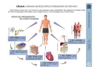 Ciências
-
8.º
Ano
1.º
BIMESTRE
/
2013
Dentre todos os seres vivos, o ser humano é o que apresenta a maior complexidade. Seu organismo se constitui a partir
de níveis de organização mais simples, que se integram entre si, a fim de assegurar que a vida aconteça.
2) NÍVEL CELULAR compreende
todas as células formadoras do
indivíduo.
http://tinyurl.com/9qfo8wr
3)NÍVEL TECIDUAL constitui
os tecidos, que são formados
pelo agrupamento das células.
http://tinyurl.com/8mx9aws
4) NÍVEL ORGÂNICO são todos
os órgãos do corpo, formados a
partir dos tecidos.
http://tinyurl.com/8cpo93s
1) NÍVEL QUÍMICO é o conjunto
de todas as substâncias químicas
essenciais à vida.
http://tinyurl.com/8up68hf
5) NÍVEL SISTÊMICO constitui
os conjuntos de órgãos do corpo que
realizam funções comuns.
http://tinyurl.com/8wtq7cr
6) NÍVEL ORGANISMAL é o
organismo vivo. O corpo todo
funcionando de forma integrada.
http://tinyurl.com/9ak86z6
http://tinyurl.com/8mcq57t
CÉLULA: UNIDADE MICROSCÓPICA FORMADORA DO SER VIVO
4
 
