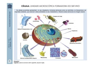 Ciências
-
8.º
Ano
1.º
BIMESTRE
/
2013 As células eucariotas apresentam, no seu citoplasma, inúmeras estruturas como os centríolos, os ribossomas e as
organelas celulares, que exercem várias atividades no seu metabolismo. Observe estas estruturas na imagem abaixo.
Glossário:
organela- palavra oriunda do latim organello, pequeno órgão.
CÉLULA: UNIDADE MICROSCÓPICA FORMADORA DO SER VIVO
7
 