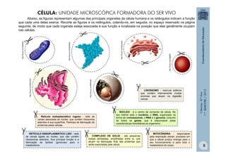Ciências
-
8.º
Ano
1.º
BIMESTRE
/
2013
Abaixo, as figuras representam algumas das principais organelas da célula humana e os retângulos indicam a função
que cada uma delas exerce. Recorte as figuras e os retângulos, colando-os, em seguida, no espaço reservado na página
seguinte, de modo que cada organela esteja associada à sua função e localizada na posição que elas geralmente ocupam
nas células.
http://tinyurl.com/8f9w9s8
http://tinyurl.com/8hw7dp7
NÚCLEO - é o centro de comando da célula. No
seu interior está o nucléolo, o DNA, organizado na
forma de cromossomos, o RNA e o genoma, conjunto
de todos os genes, que é responsável pelas
características hereditárias do organismo.
Retículo endoplasmático rugoso - rede de
canais associada ao núcleo, que contém ribosomas
aderidos à sua superfície. Participa da fabricação de
proteínas pelas células.
http://tinyurl.com/8zm8dpf
http://tinyurl.com/9onpa4e
http://tinyurl.com/8dj35tw
RETÍCULO ENDOPLASMÁTICO LISO - rede
de canais ligada ao núcleo, que não contém
ribossomas aderidos. Sua principal função é a
fabricação de lipídios (gorduras) para o
metabolismo.
COMPLEXO DE GOLGI - são pequenas
bolsas achatadas, empilhadas entre si, que
atuam na fabricação final das proteínas que
serão exportadas pela célula.
MITOCÔNDRIA - responsável
pela respiração celular, processo em
que a célula produz energia para o
seu funcionamento e para todo o
metabolismo do corpo.
http://tinyurl.com/8gjbt6k
LISOSSOMO - vesícula esférica
que contém internamente muitas
enzimas que atuam na digestão
celular.
CÉLULA: UNIDADE MICROSCÓPICA FORMADORA DO SER VIVO
8
 