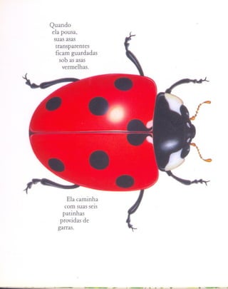 Quando
            ela pousa,
             suas asas
              transparentes
              ficam guardadas
                    so b as asas
                     vermelhas.




                    Ela caminha
                   com suas seiS
                  patinhas
                 providas de
                garras.




-"'"---A    ....-                  ~~~   ~   ~   ~   -
 