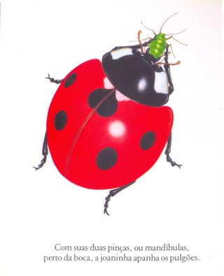 Com suas duas pinças, ou mandíbulas,
perto da boca, a joaninha apanha os pulgões.
 