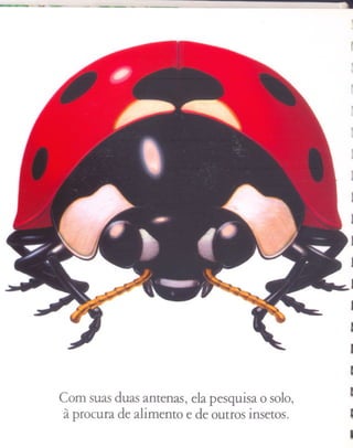 ...                        --   :I




                                                    ~
                                                    I
                                                    ;
                                                    I
                                                    ~
                                                    ]
                                                    J
                                                    ]
                                                    J
                                                ,J
                                                J
                                                J
                                                J
                                                I
                                                I
Com suas duas antenas, ela pesquisa o solo,
 à procura de alimento e de outros insetos.     I
                                                I
 