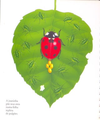 --




                 ,
                 J

A joaninha       o
põe seus ovos
                 ,)
numa folha
repleta          &
de pulgões.
 