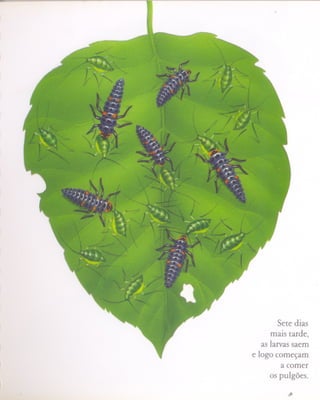 ,




             Sete dias
          mais tarde,
       as larvas saem
    e logo começam
              a comer
          os pulgões.
               ..
 