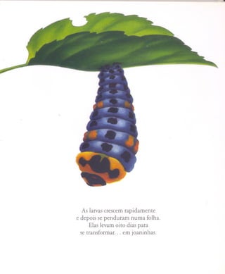 -"'""'




   As larvas crescem rapidamente
e depois se penduram numa folha.
      Elas levam oito dias para
  se transformar. . . em joaninhas.
 