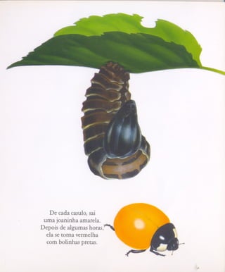 - --




   De cada casulo, sai
 uma joaninha amarela.      I
                                ''--,
Depois de algumas horas,'
  ela se torna vermelha
  com bolinhas pretas.
                                ....


                                        ..
 