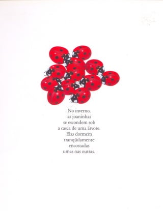 No inverno,
     as joaninhas
   se escondem sob
a casca de uma árvore.
     Elas dormem
   tranqüilamente
      encostadas
   umas nas outras.
 