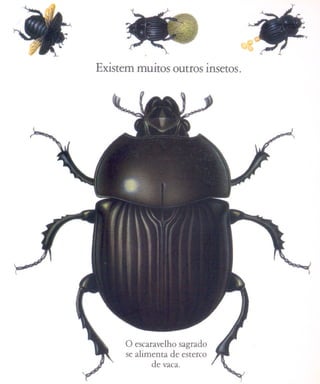 Existem muitos outros insetos.




      o escaravelho sagrado
      se alimenta de esterco
             de vaca.
 