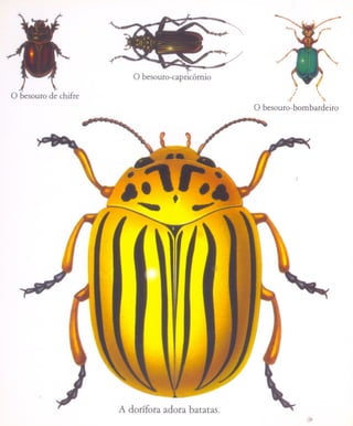 ..(

         o besouro-capricórnio
                                              i
                                             I      -,
                                           .{        .
                                 O -besouro- bom bardeiro




      A doríforaadora batatas.
                                                 ..
 