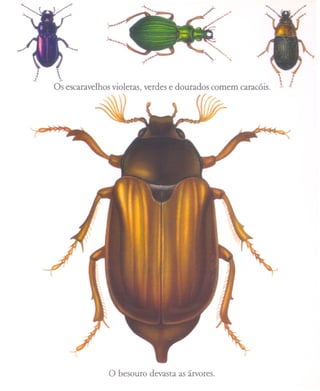 Os escaravelhos violetas, verdes e dourados comem caracóis.




              O besouro devasta as árvores.
 