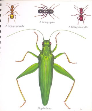 ~


.                       À....

I
I                       ~

I      J    (                   A formiga preta
     ..(    }.                                             I    t
                                                          -t.   t-
I   A formiga amarela
                                                  A formiga vermelha
I
I
I
I
I




                                                             ..
 
