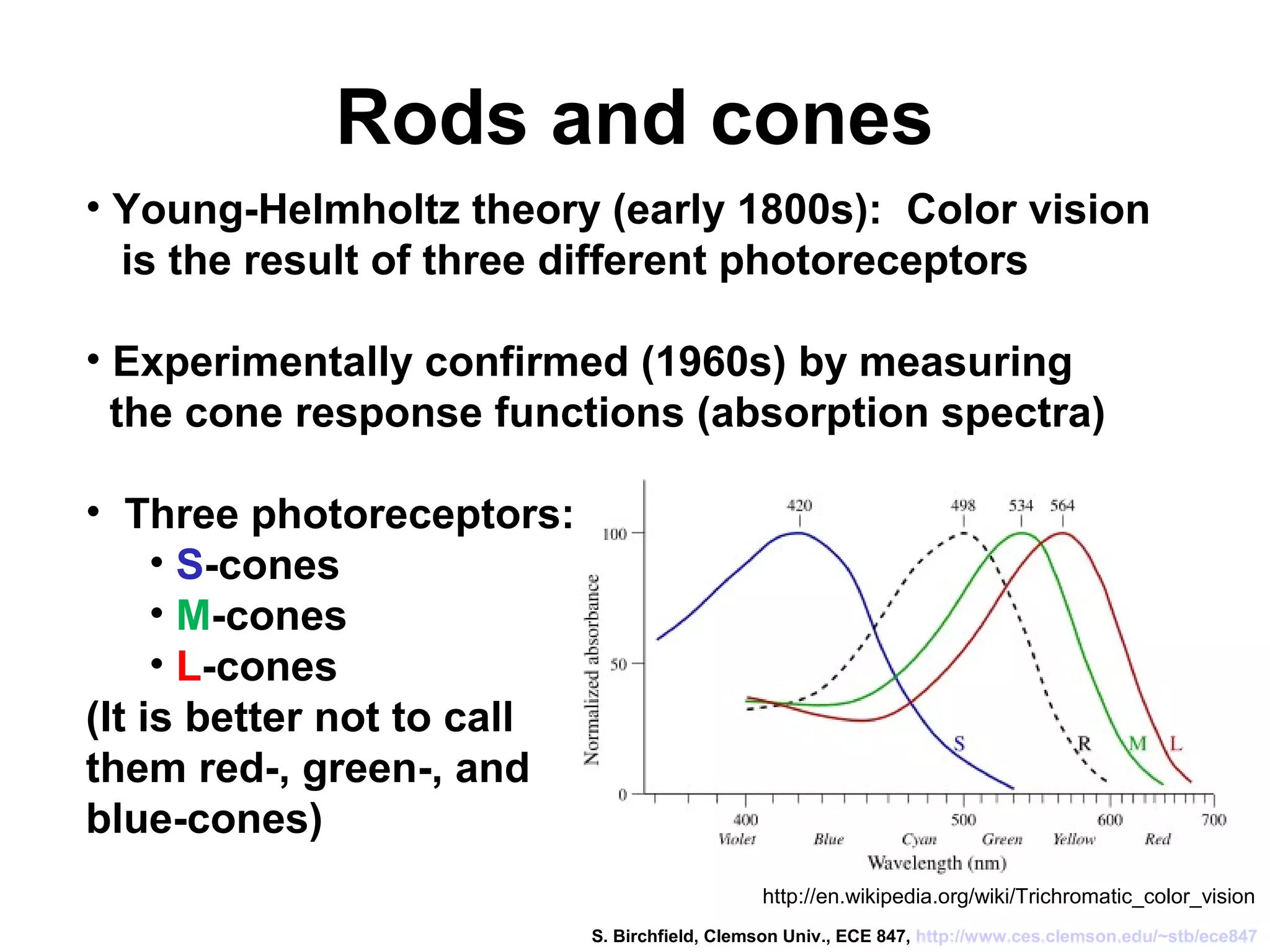 Rods and cones
http://en.wikipedia.org/wiki/Trichromatic_color_vision
• Young-Helmholtz theory (early 1800s): Color vision
is the result of three different photoreceptors
• Experimentally confirmed (1960s) by measuring
the cone response functions (absorption spectra)
• Three photoreceptors:
• S-cones
• M-cones
• L-cones
(It is better not to call
them red-, green-, and
blue-cones)
S. Birchfield, Clemson Univ., ECE 847, http://www.ces.clemson.edu/~stb/ece847
 