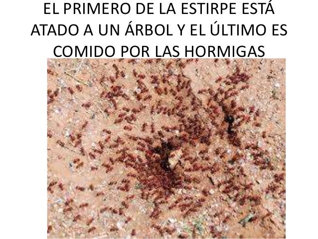 Resultado de imagen de hormigas cien años de soledad
