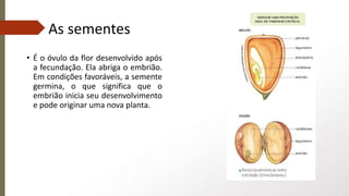As sementes
• É o óvulo da flor desenvolvido após
a fecundação. Ela abriga o embrião.
Em condições favoráveis, a semente
germina, o que significa que o
embrião inicia seu desenvolvimento
e pode originar uma nova planta.
 