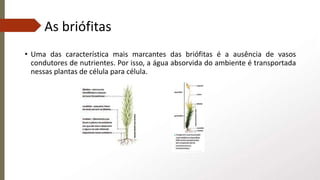 As briófitas
• Uma das característica mais marcantes das briófitas é a ausência de vasos
condutores de nutrientes. Por isso, a água absorvida do ambiente é transportada
nessas plantas de célula para célula.
 