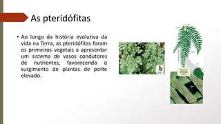 As pteridófitas
• Ao longo da história evolutiva da
vida na Terra, as pteridófitas foram
os primeiros vegetais a apresentar
um sistema de vasos condutores
de nutrientes, favorecendo o
surgimento de plantas de porte
elevado.
 