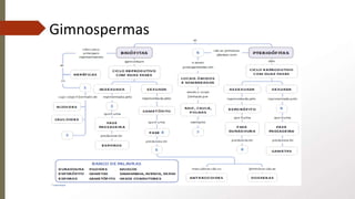 Gimnospermas
 