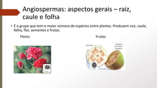 Angiospermas: aspectos gerais – raiz,
caule e folha
• É o grupo que tem o maior número de espécies entre plantas. Produzem raiz, caule,
folha, flor, sementes e frutos.
Flores Frutos
 