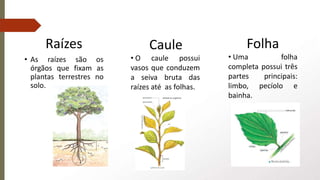Raízes
• As raízes são os
órgãos que fixam as
plantas terrestres no
solo.
Caule
• O caule possui
vasos que conduzem
a seiva bruta das
raízes até as folhas.
Folha
• Uma folha
completa possui três
partes principais:
limbo, pecíolo e
bainha.
 