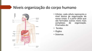 Níveis organização do corpo humano
• Células: cada célula representa o
nível básico de organização do
nosso corpo. É a partir delas que
são formados outros níveis mais
complexos de organização.
Chamados de:
• Tecidos
• Órgãos
• Sistemas
 