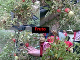 Fruto
 
