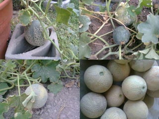 Ciencia en Preescolar