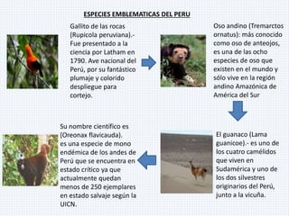 ESPECIES EMBLEMATICAS DEL PERU
Su nombre científico es
(Oreonax flavicauda).
es una especie de mono
endémica de los andes de
Perú que se encuentra en
estado crítico ya que
actualmente quedan
menos de 250 ejemplares
en estado salvaje según la
UICN.
Gallito de las rocas
(Rupicola peruviana).-
Fue presentado a la
ciencia por Latham en
1790. Ave nacional del
Perú, por su fantástico
plumaje y colorido
despliegue para
cortejo.
Oso andino (Tremarctos
ornatus): más conocido
como oso de anteojos,
es una de las ocho
especies de oso que
existen en el mundo y
sólo vive en la región
andino Amazónica de
América del Sur
El guanaco (Lama
guanicoe).- es uno de
los cuatro camélidos
que viven en
Sudamérica y uno de
los dos silvestres
originarios del Perú,
junto a la vicuña.
 
