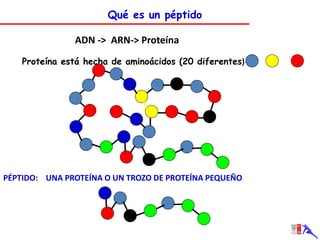ADN -> ARN-> Proteína 
Proteína está hecha de aminoácidos (20 diferentes) 
Qué es un péptido 
PÉPTIDO: UNA PROTEÍNA O UN TROZO DE PROTEÍNA PEQUEÑO  