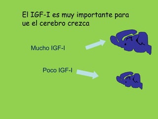 Anatomical localization of IGF-I receptors supports passage
           of blood-borne IGF-I into the brain

IGF-I Receptor...
