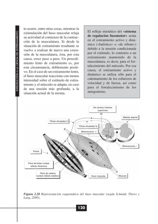 to ocurre, entre otras cosas, mientras la
                                                                                                       El reflejo miotático del «sistema
INTRODUCCIÓN A LA CIENCIA DEL ENTRENAMIENTO




                                              estimulación del huso muscular relaja
                                              su actividad al comienzo de la contrac-                  de regulación fusomotor» actúa
                                              ción de la musculatura. Si desde la                      en el estiramiento activo y diná-
                                              situación de estiramiento resultante se                  mico («balístico» o «de rebote»)
                                              vuelve a realizar de nuevo una exten-                    debido a la tensión condicionada
                                              sión de la musculatura, ésta, por esta                   por el estímulo, lo contrario a un
                                              causa, crece paso a paso. Un procedi-                    estiramiento mantenido de la
                                              miento lento de estiramiento es, por                     musculatura, es decir, para el for-
                                              esta circunstancia, doblemente positi-                   talecimiento del músculo. Por esa
                                              vo. En el caso de un estiramiento lento,                 causa, el estiramiento activo y
                                              el huso muscular reacciona con menos                     dinámico se utiliza sólo para el
                                              intensidad sobre el estímulo de estira-                  calentamiento de los esfuerzos de
                                              miento y el músculo se adapta, en caso                   velocidad y de fuerza, así como
                                              de una tensión más profunda, a la                        para el fortalecimiento de los
                                              situación actual de la misma.                            antagonistas.



                                                                                                             De centros motores
                                                                                                                 superiores


                                                                                                                                     Médula espinal
                                                                          Fibras ahusadas II

                                                                                               Fibras ahusadas Ia

                                                                                                 Motoneurona α




                                                                                                                                     Motoneurona γ

                                                      Fibras




                                                 Fibra de bolsa nuclear
                                                    (efecto dinámico)


                                                            Fibra de cadena
                                                         nuclear (efecto estático)                        Huso muscular           Músculo




                                              Figura 2.28 Representación esquemática del huso muscular (según Schmidt, Thews y
                                              Lang, 2000).


                                                                                               120
 