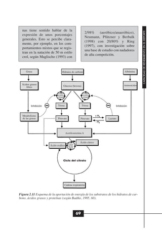 nas tiene sentido hablar de la




                                                                                                       CAPACIDAD DE RENDIMIENTO EN EL DEPORTE
                                                             2/98% (aeróbico/anaeróbico),
  expresión de unos porcentajes
                                                             Neumann, Pfützner y Berbalk
  generales. Esto se percibe clara-
                                                             (1998) con 20/80% y Ring
  mente, por ejemplo, en los com-
                                                             (1997), con investigación sobre
  portamientos mixtos que se regis-
                                                             una base de estudio con nadadores
  tran en la natación de 50 m estilo
                                                             de alta competición.
  crol, según Maglischo (1993) con


     Grasa                       Hidratos de carbono                                     Albúmina




  Ácidos grasos                                                                          Aminoácidos
      libres                       Glucosa (hexosa)

                             Fosfo-                     Fosfo-
                             fructo-                    fructo-
                             cinasa                     cinasa



          Inhibición          Triosa                    Triosa                    Inhibición


  Metabolismo
  de las grasas               Piruvato                Piruvato              Lactato




                                       Acetilcoenzima A


                                                     Ácido cítrico
                                          Citro-
                       Ácido oxálico      sinte-
                                           tasa




                                   Ciclo del citrato




                                       Cadena respiratoria


Figura 2.11 Esquema de la aportación de energía de los substratos de los hidratos de car-
bono, ácidos grasos y proteínas (según Badtke, 1995, 60).



                                                   69
 