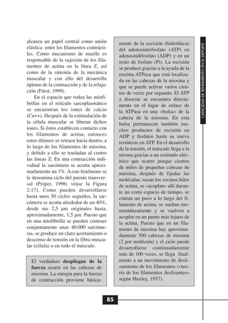 alcanza un papel central como unión         mente de la escisión (hidrolítica)




                                                                                   CAPACIDAD DE RENDIMIENTO EN EL DEPORTE
elástica entre los filamentos contrácti-    del adenosintrifosfato (ATP) en
les. Como mecanismo de muelle es            adenosindifosfato (ADP) y en un
responsable de la sujeción de los fila-     resto de fosfato (Pi). La escisión
mentos de actina en la línea Z, así         se produce gracias a la ayuda de la
como de la sintonía de la mecánica          enzima ATPasa que está localiza-
muscular y con ello del desarrollo          da en las cabezas de la miosina y
óptimo de la contracción y de la relaja-    que se puede activar varios cien-
ción (Fürst, 1999).                         tos de veces por segundo. El ATP
    En el espacio que rodea las miofi-      a disociar se encuentra directa-
brillas en el retículo sarcoplasmático      mente en el lugar de enlace de
se encuentran los iones de calcio           la ATPasa en una «bolsa» de la
(Ca++). Después de la estimulación de       cabeza de la miosina. En esta
la célula muscular se liberan dichos        bolsa permanecen también mu-
iones. Si éstos establecen contacto con     chos productos de escisión en
los filamentos de actina, entonces          ADP y fosfatos hasta su nueva
estos últimos se retraen hacia dentro, a    resíntesis en ATP. En el desarrollo
lo largo de los filamentos de miosina,      de la tensión, el músculo llega a la
y debido a ello se trasladan al centro      misma gracias a un estímulo eléc-
las líneas Z. En una contracción indi-      trico que ocurre porque cientos
vidual la sarcómera se acorta aproxi-       de miles de pequeñas cabezas de
madamente un 1%. A este fenómeno se         miosina, después de fijadas las
le denomina ciclo del puente transver-      moléculas, tocan los vecinos hilos
sal (Peiper, 1996; véase la Figura          de actina, se «acoplan» allí duran-
2.17). Como pueden desarrollarse            te un corto espacio de tiempo, se
hasta unos 50 ciclos seguidos, la sar-      estiran un poco a lo largo del fi-
cómera se acorta alrededor de un 40%,       lamento de actina, se sueltan mo-
desde sus 2,5 µm originales hasta,          mentáneamente y se vuelven a
aproximadamente, 1,5 µm. Puesto que         acoplar en un punto más lejano de
en una miofibrilla se pueden contraer       la actina. Puesto que en un fila-
conjuntamente unas 40.000 sarcóme-          mento de miosina hay aproxima-
ras, se produce un claro acortamiento o     damente 500 cabezas de miosina
descenso de tensión en la fibra muscu-      (2 por molécula) y el ciclo puede
lar (célula) o en todo el músculo.          desarrollarse continuadamente
                                            más de 100 veces, se llega final-
  El verdadero despliegue de la             mente a un movimiento de desli-
  fuerza ocurre en las cabezas de           zamiento de los filamentos («teo-
  miosina. La energía para la fuerza        ría de los filamentos deslizantes»
  de contracción proviene básica-           según Huxley, 1957).



                                       85
 
