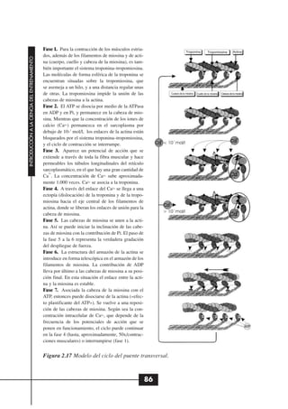 Fase 1. Para la contracción de los músculos estria-                        Troponina                                  Actina
                                                                                                                                             Tropomiosina
                                              dos, además de los filamentos de miosina y de acti-
INTRODUCCIÓN A LA CIENCIA DEL ENTRENAMIENTO




                                              na (cuerpo, cuello y cabeza de la miosina), es tam-
                                              bién importante el sistema troponina–tropomiosina.
                                              Las moléculas de forma esférica de la troponina se
                                              encuentran situadas sobre la tropomiosina, que
                                              se asemeja a un hilo, y a una distancia regular unas
                                              de otras. La tropomiosina impide la unión de las              Cuerpo de la miosina   Cuello de la miosina   Cabeza de la miosina

                                              cabezas de miosina a la actina.
                                              Fase 2. El ATP se disocia por medio de la ATPasa
                                              en ADP y en Pi, y permanece en la cabeza de mio-
                                              sina. Mientras que la concentración de los iones de
                                              calcio (Ca2+) permanezca en el sarcoplasma por
                                              debajo de 10-7 mol/l, los enlaces de la actina están
                                              bloqueados por el sistema troponina–tropomiosina,
                                              y el ciclo de contracción se interrumpe.
                                              Fase 3. Aparece un potencial de acción que se
                                              extiende a través de toda la fibra muscular y hace
                                              permeables los túbulos longitudinales del retículo
                                              sarcoplasmático, en el que hay una gran cantidad de
                                                  2+
                                              Ca . La concentración de Ca2+ sube aproximada-
                                              mente 1.000 veces. Ca2+ se asocia a la troponina.
                                              Fase 4. A través del enlace del Ca2+ se llega a una
                                              ectopía (dislocación) de la troponina y de la tropo-
                                              miosina hacia el eje central de los filamentos de
                                              actina, donde se liberan los enlaces de unión para la
                                              cabeza de miosina.
                                              Fase 5. Las cabezas de miosina se unen a la acti-
                                              na. Así se puede iniciar la inclinación de las cabe-
                                              zas de miosina con la contribución de Pi. El paso de
                                              la fase 5 a la 6 representa la verdadera gradación
                                              del despliegue de fuerza.
                                              Fase 6. La estructura del armazón de la actina se
                                              introduce en forma telescópica en el armazón de los
                                              filamentos de miosina. La contribución de ADP
                                              lleva por último a las cabezas de miosina a su posi-
                                              ción final. En esta situación el enlace entre la acti-
                                              na y la miosina es estable.
                                              Fase 7. Asociada la cabeza de la miosina con el
                                              ATP, entonces puede disociarse de la actina («efec-
                                              to plastificante del ATP»). Se vuelve a una reposi-
                                              ción de las cabezas de miosina. Según sea la con-
                                              centración intracelular de Ca2+, que depende de la
                                              frecuencia de los potenciales de acción que se
                                              ponen en funcionamiento, el ciclo puede continuar
                                              en la fase 4 (hasta, aproximadamente, 50x/contrac-
                                              ciones musculares) o interrumpirse (fase 1).


                                              Figura 2.17 Modelo del ciclo del puente transversal.



                                                                                                       86
 