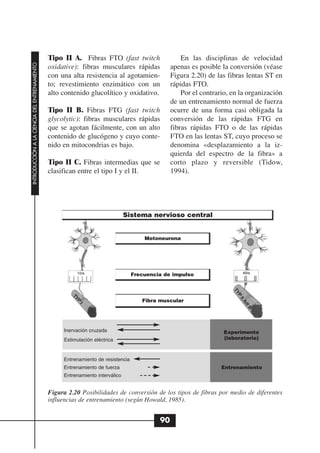 Tipo II A. Fibras FTO (fast twitch                    En las disciplinas de velocidad
INTRODUCCIÓN A LA CIENCIA DEL ENTRENAMIENTO




                                              oxidative): fibras musculares rápidas             apenas es posible la conversión (véase
                                              con una alta resistencia al agotamien-            Figura 2.20) de las fibras lentas ST en
                                              to; revestimiento enzimático con un               rápidas FTO.
                                              alto contenido glucolítico y oxidativo.               Por el contrario, en la organización
                                                                                                de un entrenamiento normal de fuerza
                                              Tipo II B. Fibras FTG (fast twitch                ocurre de una forma casi obligada la
                                              glycolytic): fibras musculares rápidas            conversión de las rápidas FTG en
                                              que se agotan fácilmente, con un alto             fibras rápidas FTO o de las rápidas
                                              contenido de glucógeno y cuyo conte-              FTO en las lentas ST, cuyo proceso se
                                              nido en mitocondrias es bajo.                     denomina «desplazamiento a la iz-
                                                                                                quierda del espectro de la fibra» a
                                              Tipo II C. Fibras intermedias que se              corto plazo y reversible (Tidow,
                                              clasifican entre el tipo I y el II.               1994).




                                                                               Sistema nervioso central


                                                                                      Motoneurona




                                                                                  Frecuencia de impulso




                                                                                     Fibra muscular




                                                   Inervación cruzada                                              Experimento
                                                   Estimulación eléctrica                                          (laboratorio)



                                                   Entrenamiento de resistencia
                                                   Entrenamiento de fuerza                                        Entrenamiento
                                                   Entrenamiento interválico


                                              Figura 2.20 Posibilidades de conversión de los tipos de fibras por medio de diferentes
                                              influencias de entrenamiento (según Howald, 1985).


                                                                                           90
 