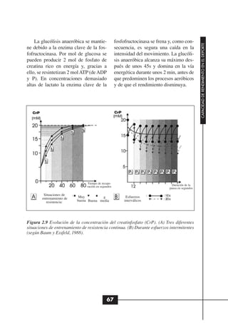 La glucólisis anaeróbica se mantie-               fosfofructocinasa se frena y, como con-




                                                                                                     CAPACIDAD DE RENDIMIENTO EN EL DEPORTE
ne debido a la enzima clave de la fos-                secuencia, es segura una caída en la
fofructocinasa. Por mol de glucosa se                 intensidad del movimiento. La glucóli-
pueden producir 2 mol de fosfato de                   sis anaeróbica alcanza su máximo des-
creatina rico en energía y, gracias a                 pués de unos 45s y domina en la vía
ello, se resintetizan 2 mol ATP (de ADP               energética durante unos 2 min, antes de
y P). En concentraciones demasiado                    que predominen los procesos aeróbicos
altas de lactato la enzima clave de la                y de que el rendimiento disminuya.




   CrP                                                CrP




                                 Tiempo de recupe-
                                 ración en segundos                                Duración de la
                                                                                 pausa en segundos

          Situaciones de
         entrenamiento de   Muy          g                   Esfuerzos
            resistencia:    buena Buena media               interválicos




Figura 2.9 Evolución de la concentración del creatinfosfato (CrP). (A) Tres diferentes
situaciones de entrenamiento de resistencia continua. (B) Durante esfuerzos intermitentes
(según Baum y Essfeld, 1988).




                                               67
 