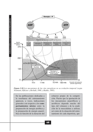 Energía + P
INTRODUCCIÓN A LA CIENCIA DEL ENTRENAMIENTO




                                                                   ADP                                                           ATP




                                                                        4,4          3,0            1,0              0,4         0,4
                                                                                   Relación de formación de ATP en mmol/min
                                                 Aporte                                        Glucógeno en      Glucógeno en   Ácidos grasos
                                              energético en       CrP             Glucógeno      músculo            hígado          libres
                                                 kJ/min




                                                                 ATP
                                                                 Cr Pap
                                                                              C




                                                                       ac
                                                                         ida
                                                                            dd
                                                                              ec
                                                              ANAERÓBICO        esi                                               AERÓBICO
                                                                                               ón
                                                                                                    de l
                                                                                                        a en
                                                                              Glucólisis                        ergía
                                                                                                                        total

                                                                                                            Glucógeno +
                                                                                                          contribución de los
                                                                                                            ácidos grasos




                                                                                                                                            Duración del esfuerzo
                                                                                                                                             (escala logarítmica)


                                              Figura 2.10 Los mecanismos de las vías energéticas en su evolución temporal (según
                                              Neumann, Pfützner y Berbalk, 1998, y Badtke, 1995).

                                                En las publicaciones dedicadas a                              esfuerzo propio de la competi-
                                                la enseñanza del entrenamiento                                ción. Puesto que la aportación de
                                                aparecen, a veces, indicaciones                               los mecanismos anaeróbicos y
                                                generales con respecto a los com-                             aeróbicos depende mucho del
                                                portamientos mixtos entre la                                  tipo, del volumen y de la condi-
                                                preparación de energía aeróbica y                             ción de la musculatura a utilizar,
                                                la preparación de energía anaeró-                             así como de la situación del entre-
                                                bica en función de la duración del                            namiento de cada deportista, ape-



                                                                                                    68
 