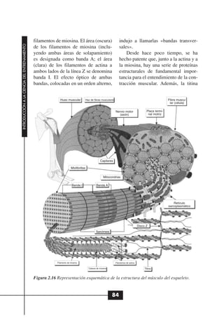 filamentos de miosina. El área (oscura)                               indujo a llamarlas «bandas transver-
INTRODUCCIÓN A LA CIENCIA DEL ENTRENAMIENTO




                                              de los filamentos de miosina (inclu-                                  sales».
                                              yendo ambas áreas de solapamiento)                                        Desde hace poco tiempo, se ha
                                              es designada como banda A; el área                                    hecho patente que, junto a la actina y a
                                              (clara) de los filamentos de actina a                                 la miosina, hay una serie de proteínas
                                              ambos lados de la línea Z se denomina                                 estructurales de fundamental impor-
                                              banda I. El efecto óptico de ambas                                    tancia para el entendimiento de la con-
                                              bandas, colocadas en un orden alterno,                                tracción muscular. Además, la titina


                                                             Huso muscular            Haz de fibras musculares                                               Fibra muscu-
                                                                                                                                                              lar (célula)

                                                                                                                 Nervio motor                 Placa termi-
                                                                                                                    (axón)                     nal motriz




                                                                                                   Capilares

                                                                       Miofibrillas

                                                                                                      Mitocondrias

                                                                        Banda I                Banda A




                                                                                                                                                                 Retículo
                                                                                                                                                             sarcoplasmático




                                                                                                                                        Disco Z
                                                                                               Sarcómera




                                                          Filamento de miosina                                   Filamentos de actina

                                                                                        Cabeza de miosina                                    Titina


                                              Figura 2.16 Representación esquemática de la estructura del músculo del esqueleto.


                                                                                                            84
 