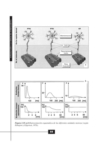 INTRODUCCIÓN A LA CIENCIA DEL ENTRENAMIENTO


                                              En la espina dorsal




                                                                    FTG               FTO                             ST



                                                                                                 Alfamotoneurona




                                                                                                      Axón
                                              En el músculo




                                                                                                  Placa terminal
                                                                                                      motriz




                                                                                                     Fibra                    a
                                                                                                    muscular




                                                                                                                              b
                                              tiempo-fuerza
                                                Evolución
                                               Evolución tiempo-
                                                 agotamiento




                                              Figura 2.18 a–b Representación esquemática de las diferentes unidades motoras (según
                                              Edington y Edgerton, 1976).


                                                                                      88
 