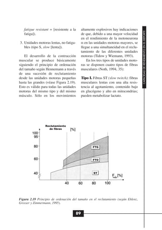 fatigue resistant = [resistente a la    altamente explosivos hay indicaciones




                                                                                     CAPACIDAD DE RENDIMIENTO EN EL DEPORTE
   fatiga]).                               de que, debido a una mayor velocidad
                                           en el rendimiento de la motoneurona
3. Unidades motoras lentas, no fatiga-     α en las unidades motoras mayores, se
   bles (tipo S, slow [lenta]).            llegue a una simultaneidad en el reclu-
                                           tamiento de las diferentes unidades
    El desarrollo de la contracción        motoras (Tidow y Wiemann, 1993).
muscular se produce básicamente                En los tres tipos de unidades moto-
siguiendo el principio de ordenación       ras se disponen cuatro tipos de fibras
del tamaño según Hennemann a través        musculares (Noth, 1994, 35):
de una sucesión de reclutamiento
desde las unidades motoras pequeñas        Tipo I. Fibras ST (slow twitch): fibras
hasta las grandes (véase Figura 2.19).     musculares lentas con una alta resis-
Esto es válido para todas las unidades     tencia al agotamiento, contenido bajo
motoras del mismo tipo y del mismo         en glucógeno y alto en mitocondrias;
músculo. Sólo en los movimientos           pueden metabolizar lactato.




                 Reclutamiento
                   de fibras




                                                   FTG



                                                   FTO




                                                   ST




Figura 2.19 Principio de ordenación del tamaño en el reclutamiento (según Ehlenz,
Grosser y Zimmermann, 1995).


                                      89
 