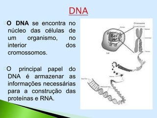 O DNA se encontra no
núcleo das células de
no
dos
um organismo,
interior
cromossomos.
O
DNA é armazenar
principal papel do
as
informações necessárias
para a construção das
proteínas e RNA.
 