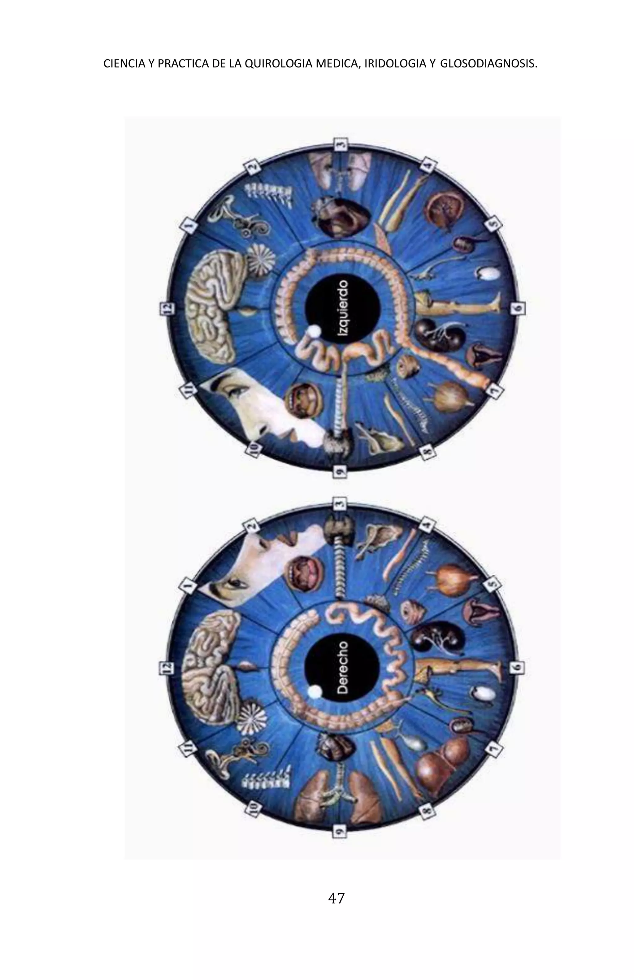 CIENCIA Y PRACTICA DE LA QUIROLOGIA MEDICA, IRIDOLOGIA Y GLOSODIAGNOSIS.
47
 